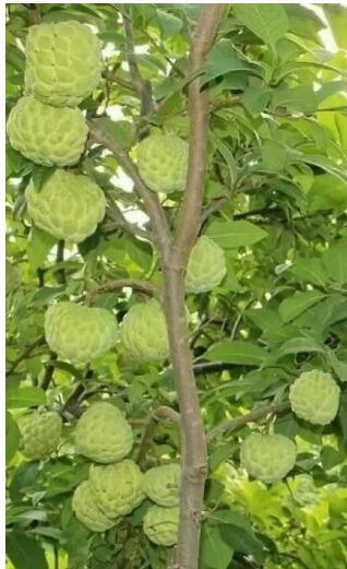 Custard Apple Plant